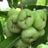Mận xanh đường (quả roi đường) siêu ngọt